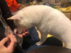 -逗柴咖啡屋·狗咖猫咖宠物桌游