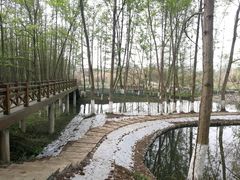 -桤木河湿地公园