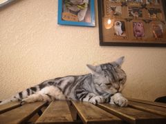 -猫友咖啡店(玉林西路店)