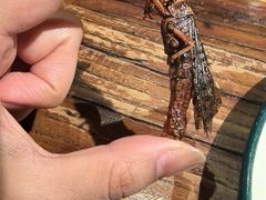 -柿子树炭烤羊腿(金台路店)