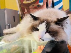 -咖法森林·咖啡  酒吧(天河店)