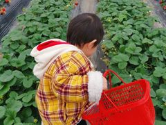-喜杨洋草莓采摘园