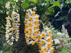 -植物学家的女儿(北马道巷店)