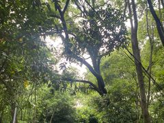 -青龙山国家森林公园