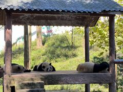-中国大熊猫保护研究中心雅安碧峰峡基地