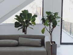 -瑞安圣井山景区