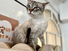 -共舞时光猫咖·狗咖(新街口店)