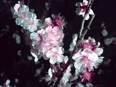 -梅花山(明孝陵内)