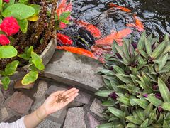 -寻味顺德·南记酒家·传统顺德菜·鱼生(广源路店)