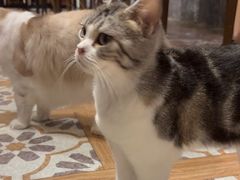 -猫猫幼稚园·撸猫·桌游·电玩