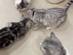 -共舞时光猫咖·狗咖(新街口店)