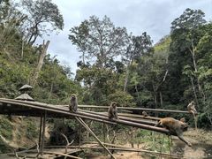 -西双版纳原始森林公园