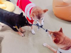 -逗柴咖啡屋·狗咖猫咖宠物桌游