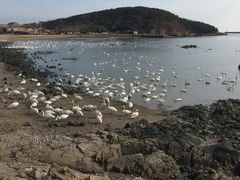 -烟墩角天鹅湖