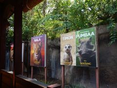 -奥兰多迪士尼动物王国乐园