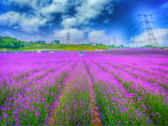 -紫颐香薰山谷景区