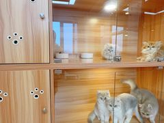 -猫十亿·布偶金渐层·曼基康矮脚猫舍(青年路店)