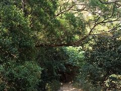 -梧桐山风景名胜区