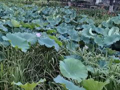 -荷花公园