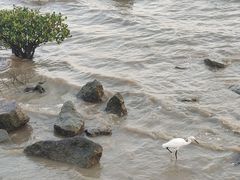 -深圳湾公园(南山区)