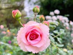 -人民公园(罗湖区)