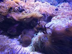 -悉尼海洋生物水族馆