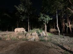 -清迈夜间动物园