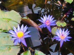 -国家植物园南园