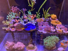 -Rabbit Cafe私房西餐甜点咖啡(栖霞路店)