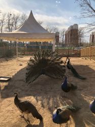 -萌宠亲子动物乐园(槐房万达店)