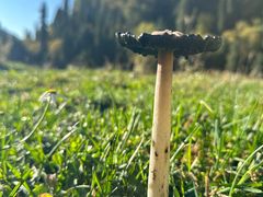 -天山天池风景区-西王母祖庙