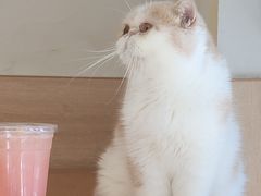 -滚猫咖啡·猫咖·猫友好撸猫(未来城店)