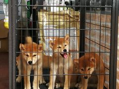 -柴犬高等学院·狗咖·柴犬售卖·宠物训练