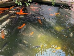 -寻味顺德·南记酒家·传统顺德菜·鱼生(广源路店)
