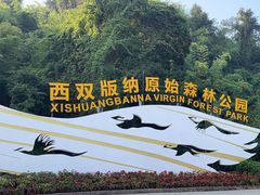 -西双版纳原始森林公园