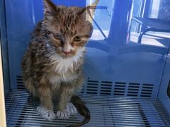 -宠爱国际动物医院(德胜门店)