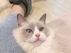 -momokira米努特·德文卷毛猫·棉花面纱犬