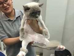 -PETKIT 小佩宠物·低压洗护·美容·寄养(安远店)