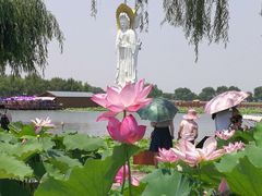 -白洋淀景区