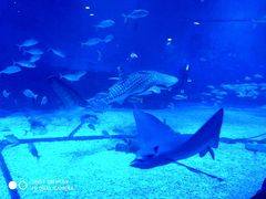 -烟台海昌鲸鲨海洋公园
