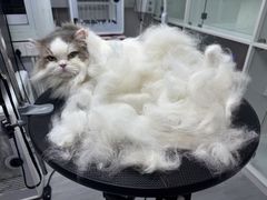 -汪小喵宠物·戴维斯乐芳希施宠馨宝皮毛调理洗护店