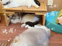 -MOCHA明星猫咖(田子坊店)