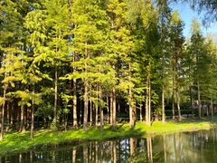 -溱湖国家湿地公园