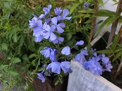-小茶闲舍·观景商务茶馆(广州塔店)