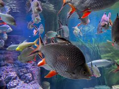 -上海海洋水族馆