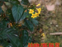 -广西壮族自治区药用植物园