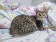 -宠物星动物医院·眼科·异宠·猫科(江南大道总院)