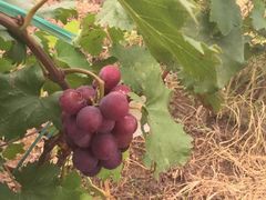 -万源龙顺度假庄园生态观光园