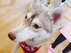 -Husky Go! 哈士奇体验馆·宠物咖啡厅狗咖