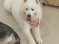 -共舞时光猫咖·狗咖(新街口店)